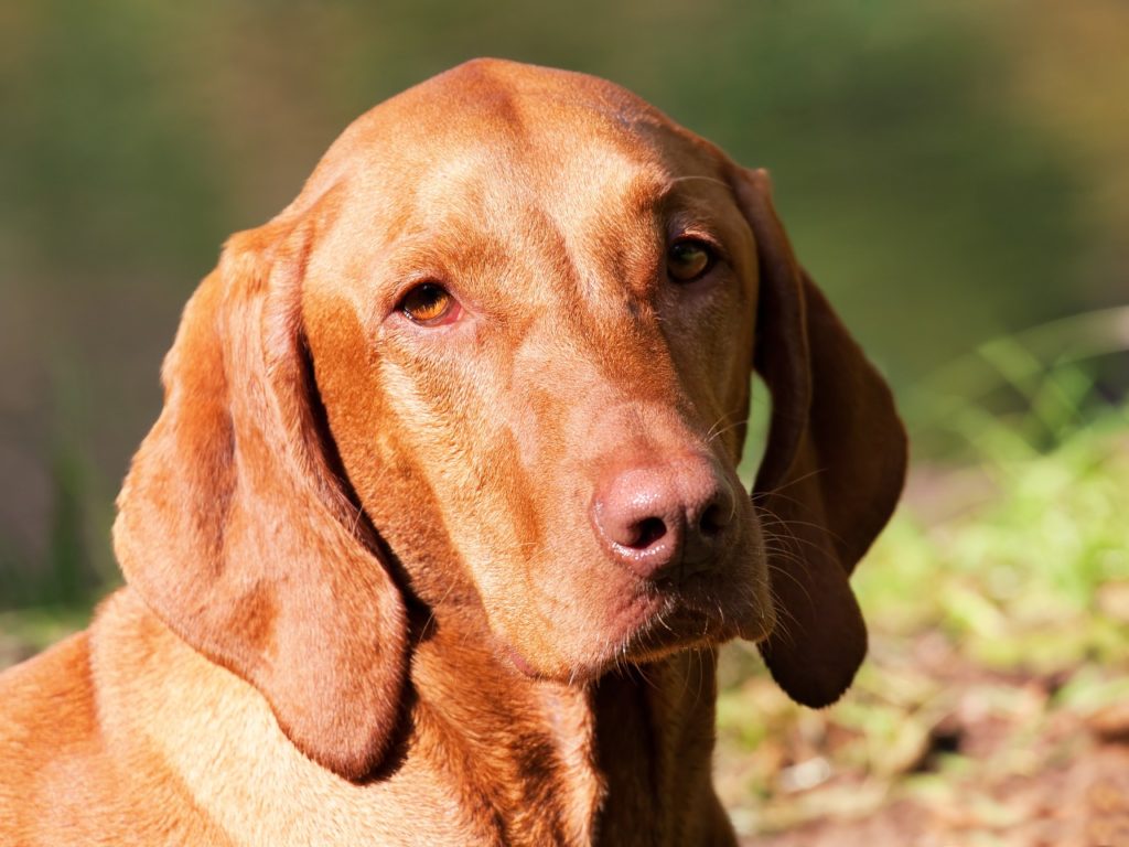 Magyar Vizsla