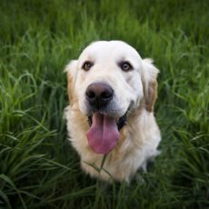 Hundeschule – Sinnvoll für Hund und Herrchen