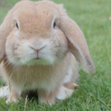 Kaninchen Krankenversicherung – warum lohnt sich diese Versicherung?