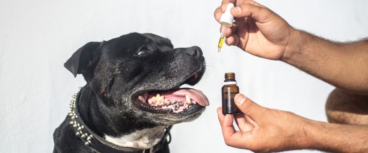 CBD Öl – Wirksamkeit und Anwendung bei Hund und Mensch
