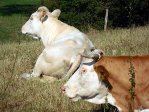 Stallhygiene bei der Viehzucht