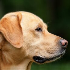 Das artgerechte Reico Hundefutter im Detail erklärt