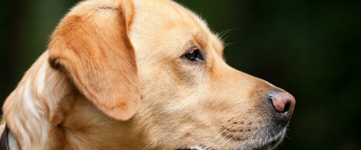 Das artgerechte Reico Hundefutter im Detail erklärt