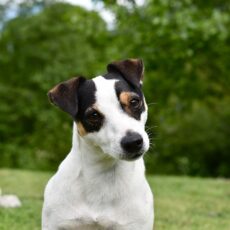 Was Sie über die Hunderasse Jack-Russell-Terrier wissen müssen