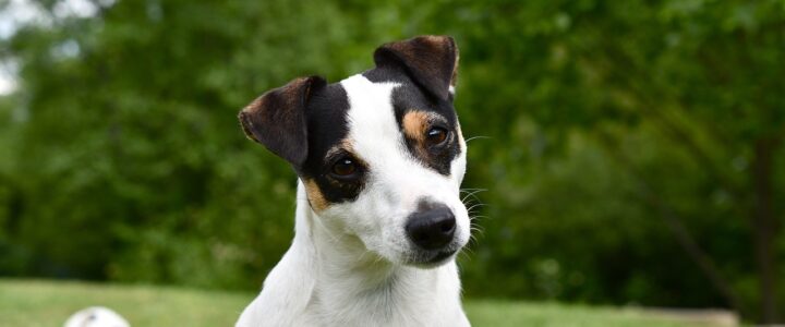 Was Sie über die Hunderasse Jack-Russell-Terrier wissen müssen