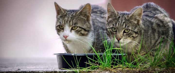 Katzenfutter-Arten – Vor- und Nachteile von Nass- bzw. Trockenfutter