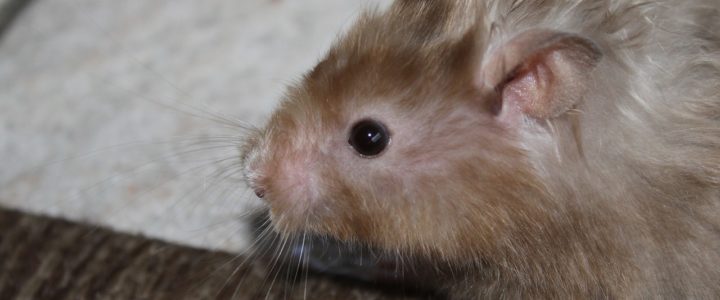 Teddyhamster artgerecht halten – was Sie wissen müssen