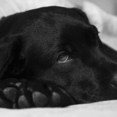 Die häufigsten Krankheiten bei Hunden erkennen