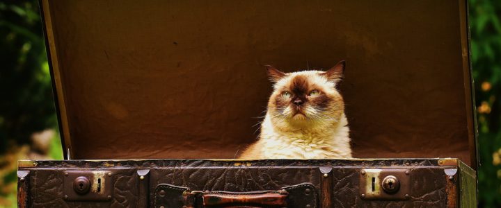 Transportboxen für Katzen Katze